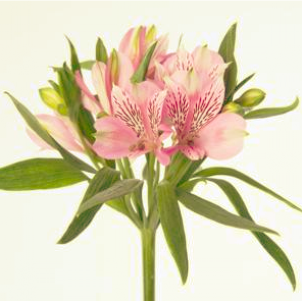 Alstro.Elegance PS H.M. Tesselaar Alstroemeria